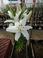 [4419 PO19 Cotopaxi No01.JPG]